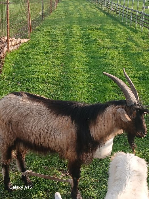 Алпиские теке хороший линия