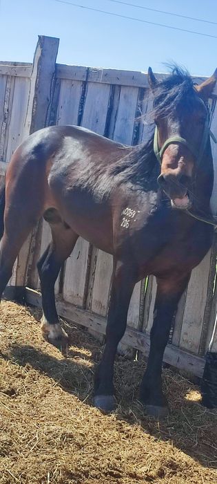 Жеребец 4года на племя