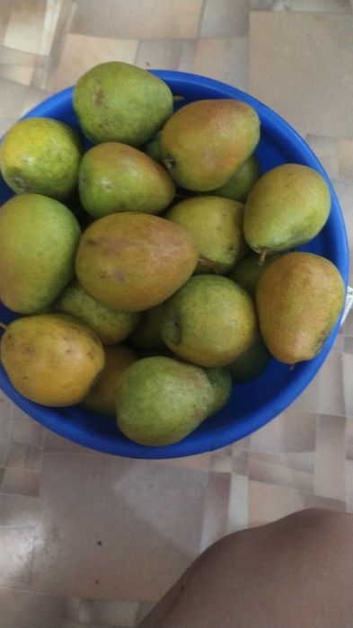 Продам дачные груши