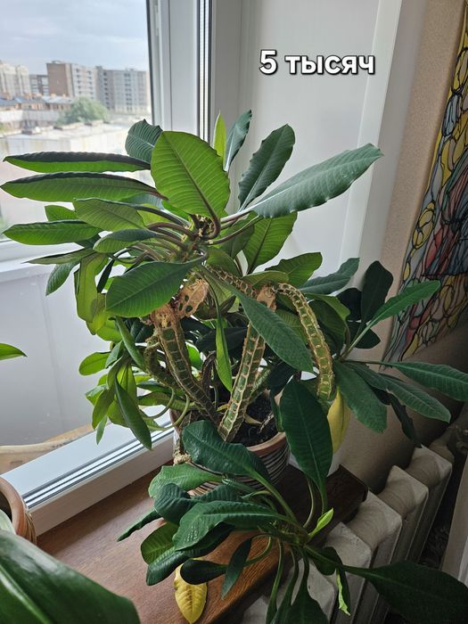 Продаю цветы в керамических горшках