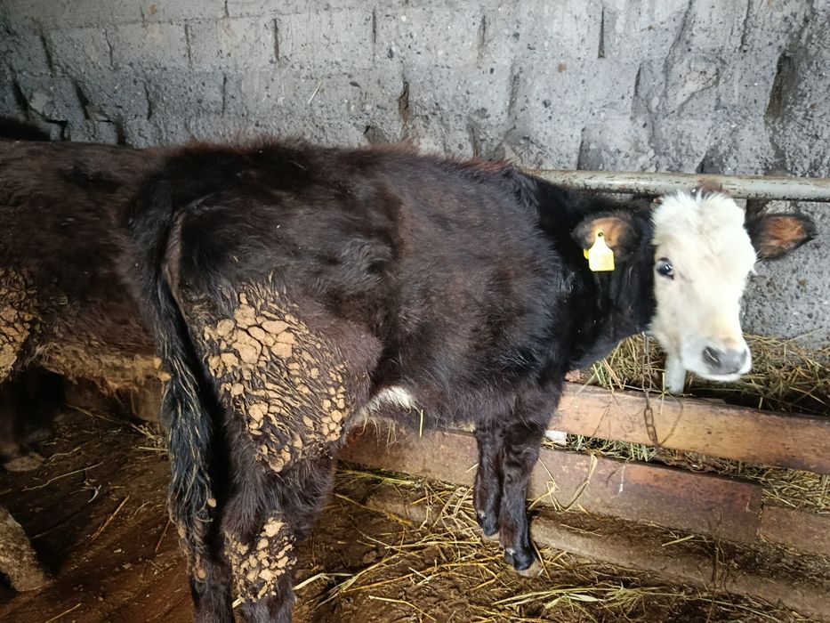 Продам 5 месячную телку