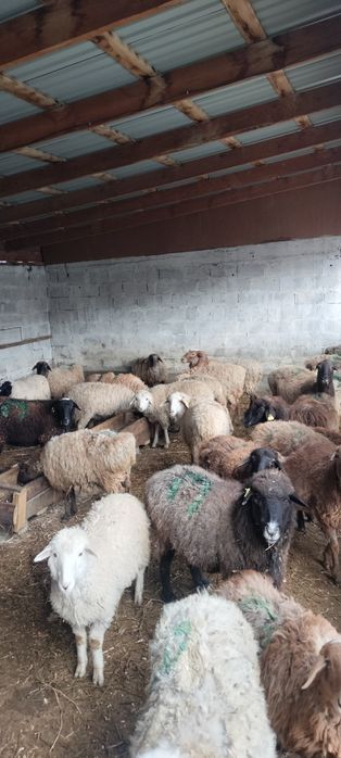 Кой 10 шт токты 22