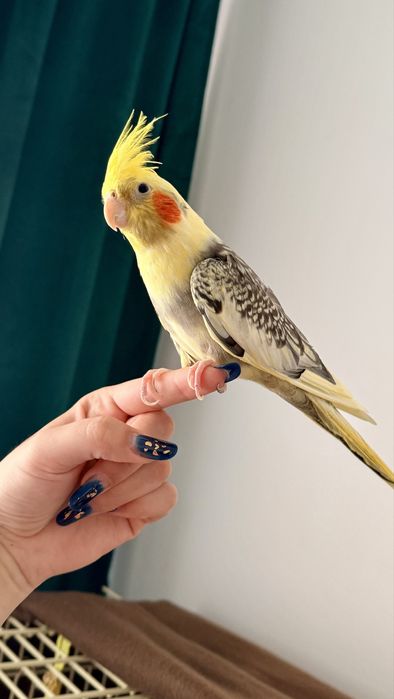 Vand papagal Nimfa , tanar si prietenos +cusca