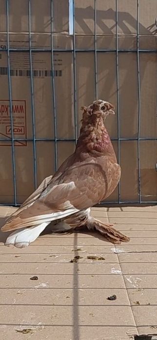 Голуби игровых кровей