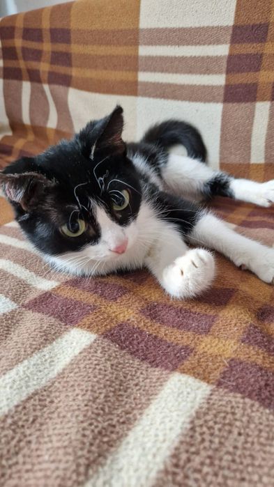 Пристраивается молодая кошечка