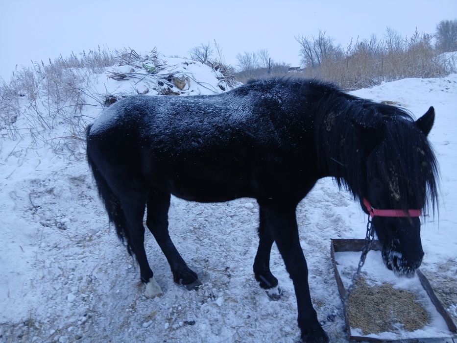 Продам жеребца 7 лет