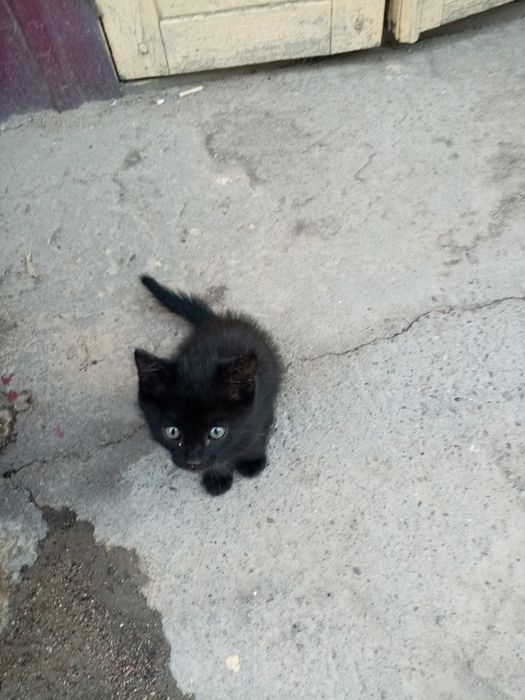 Отдам даром в добрые руки