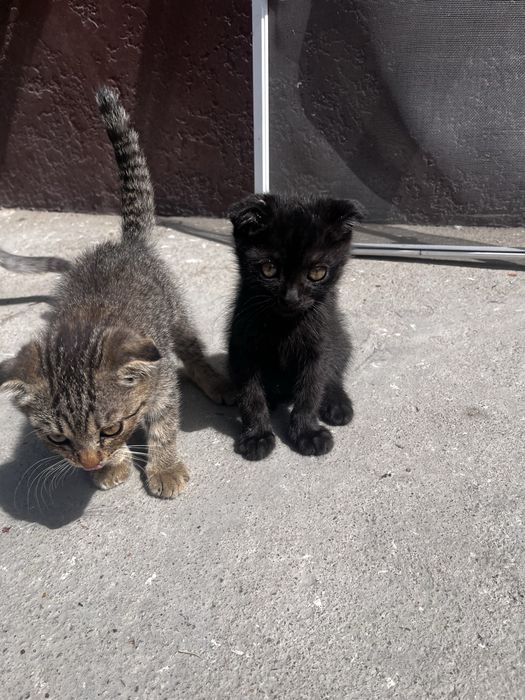 Котята вислоухие