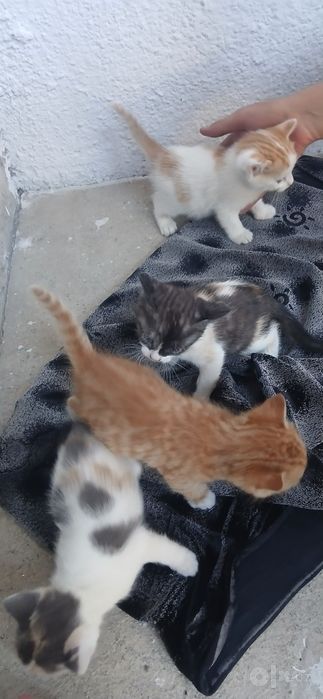 Котята 4 штук бесплатно. 1.5 месячные. Домашние. Чистые.