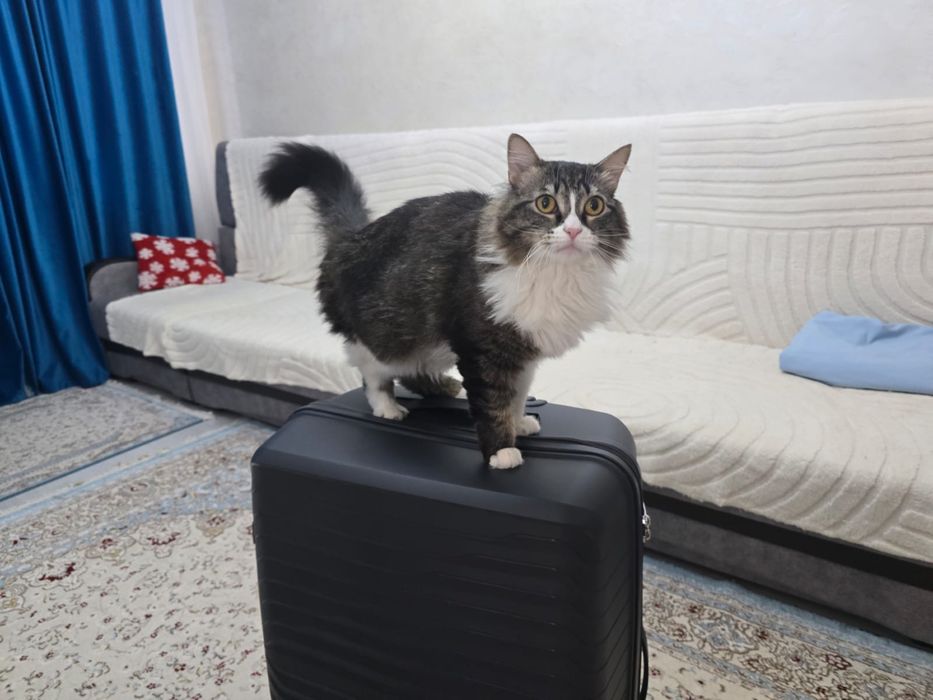 Отдам кошку в добрые  руки