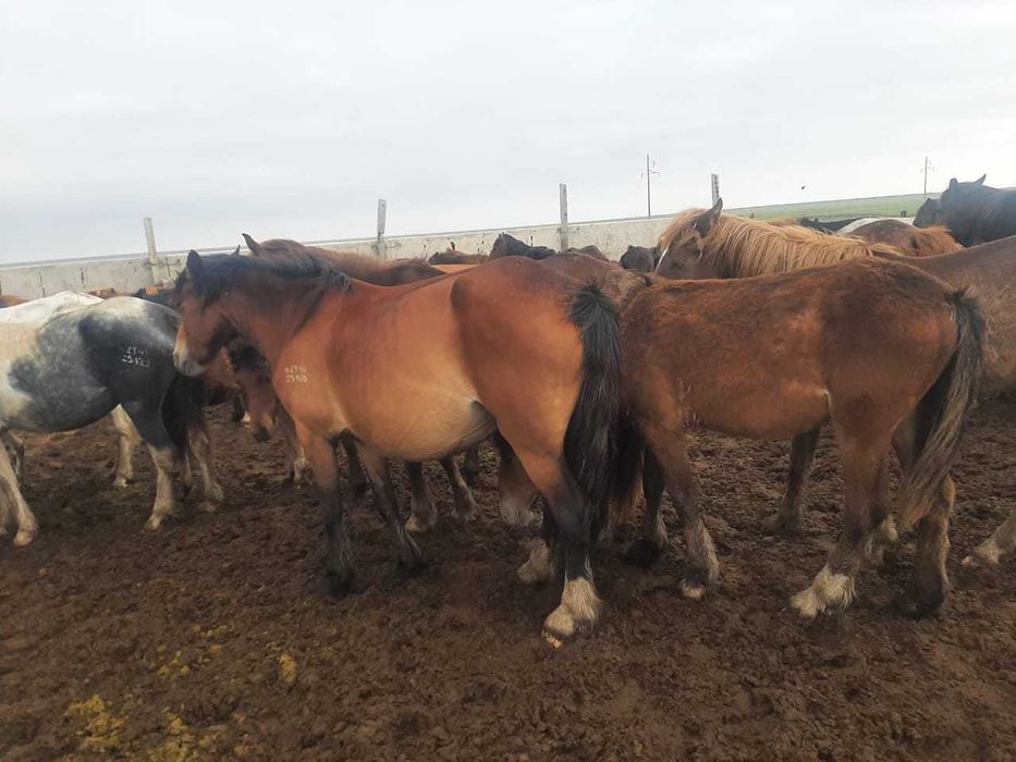 Продам ЛОШАДЕЙ разных возрастов