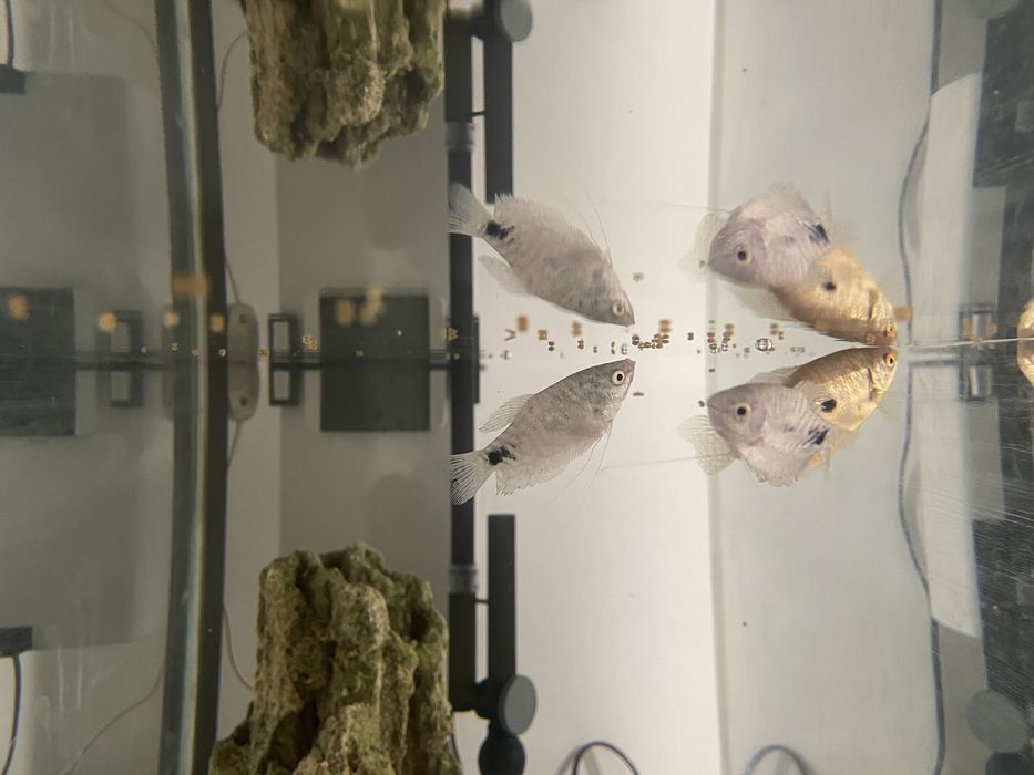 Гурами Рыбки здоровые