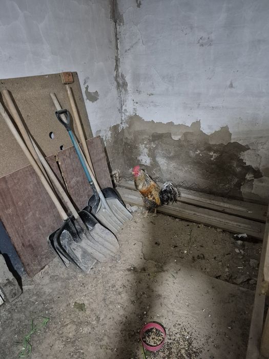Продам молодого петуха