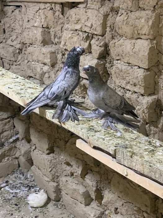 голуби продаются