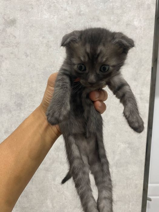 веслоухие шотландцы
