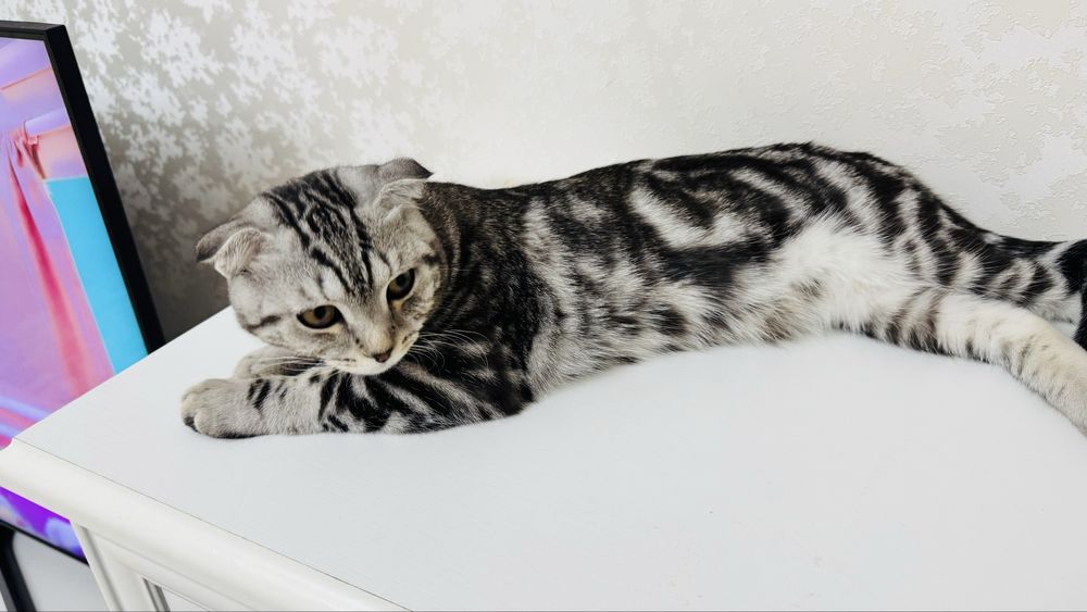 Вислоухий котенок, 9 месяцев