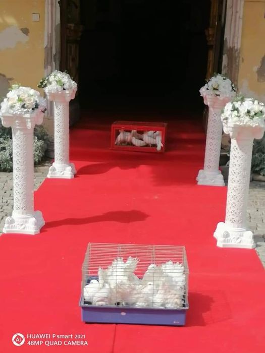 Porumbei evenimente Timișoara