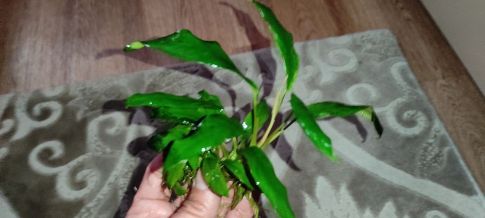 Анубиас узколистный