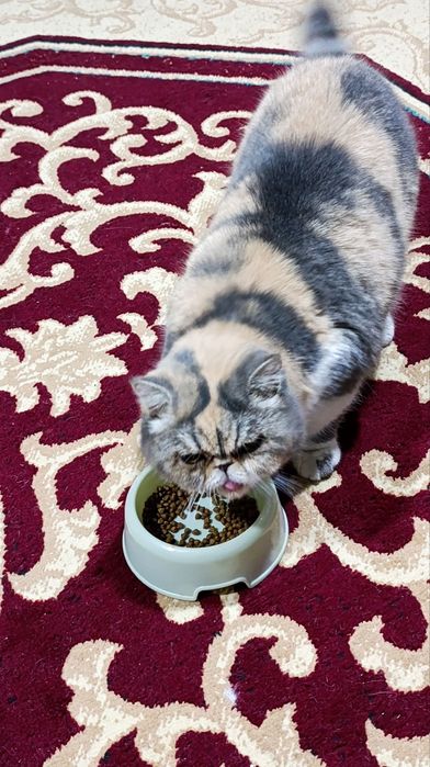 Срочно продается кошка, персидская порода