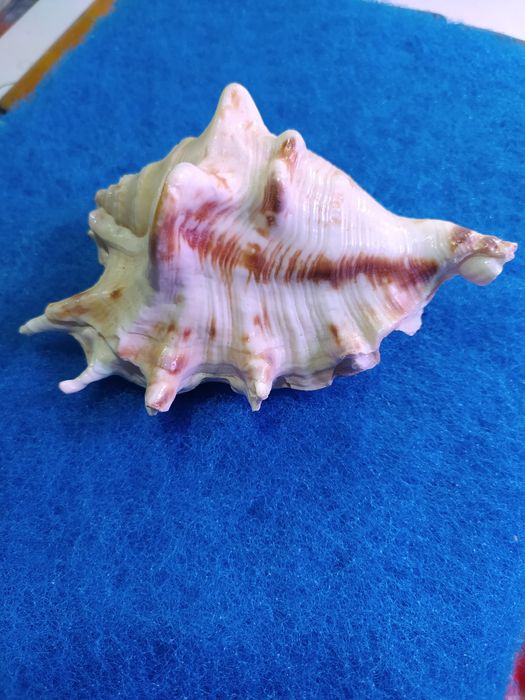 Ракушки для аквариума! Коллекционные и для аквариума.