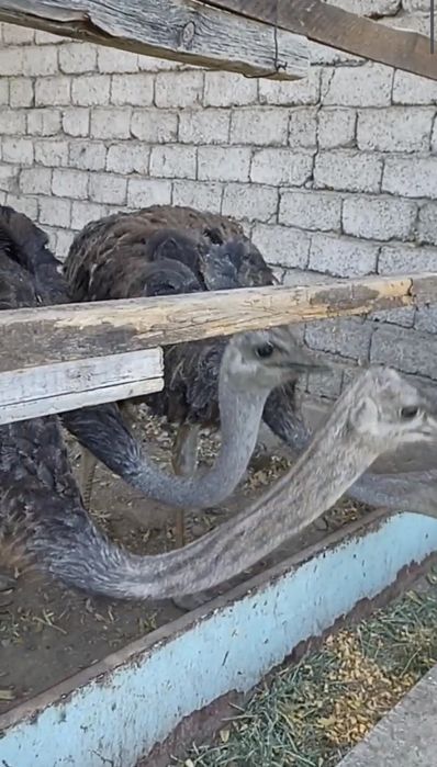 Straus, Tuyaqush, Страус