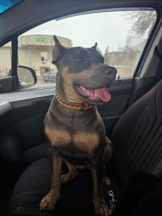 Помогите пропала девочка американский питубельтерьер 2 годаи за 300уе.