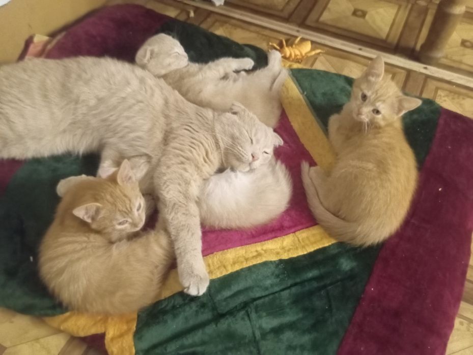 Отдам котят мальчик и девочка.