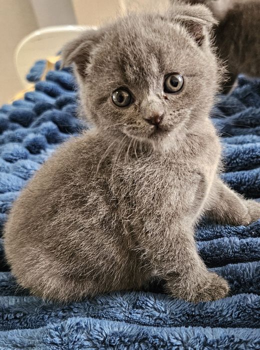 Scottish fold девушка