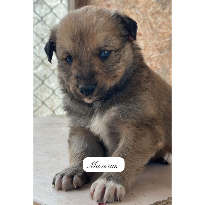 Отдаются только в добрые и ответственные руки!