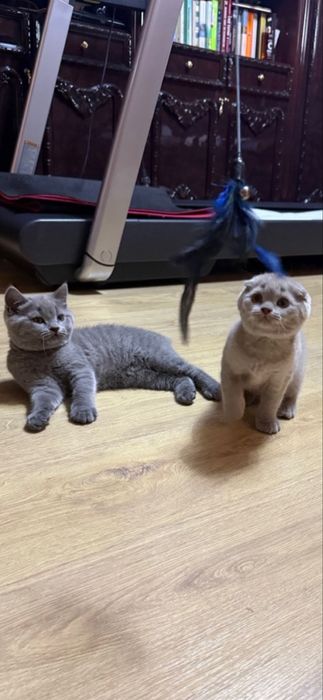 Продаются котята британацы фолд и страйт