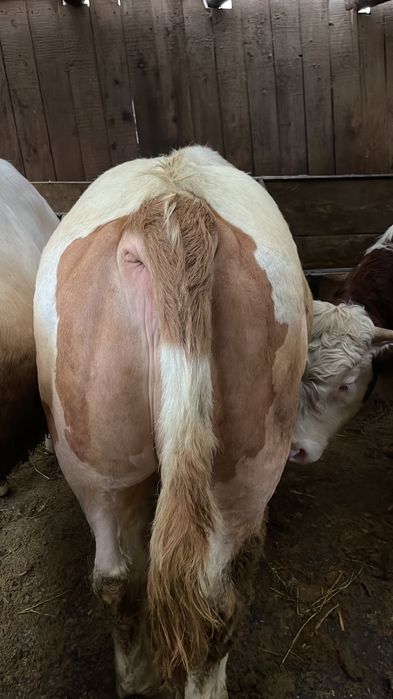 Viței cu o medie de 300 kg !