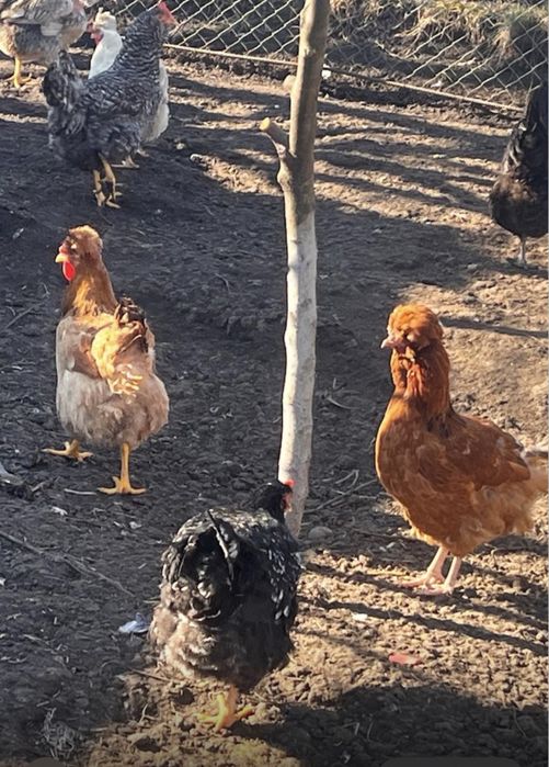 Oua incubat Gaini Motate,Barboase,Incaltate,Metisate