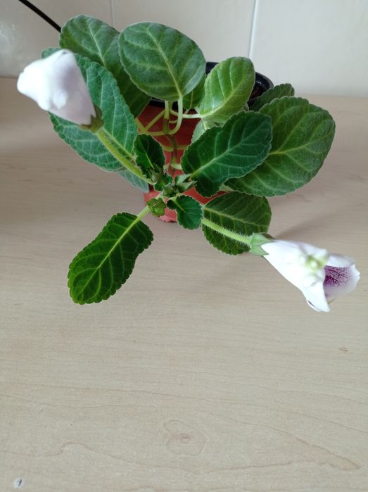 Глоксиния сортовая цветущая.