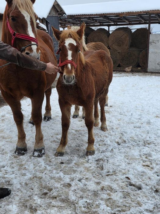 Mânji   8 luni  frumoși