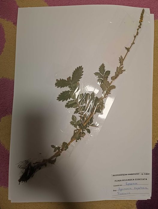 Хербарий за ЛТУ - 98 БРОЯ