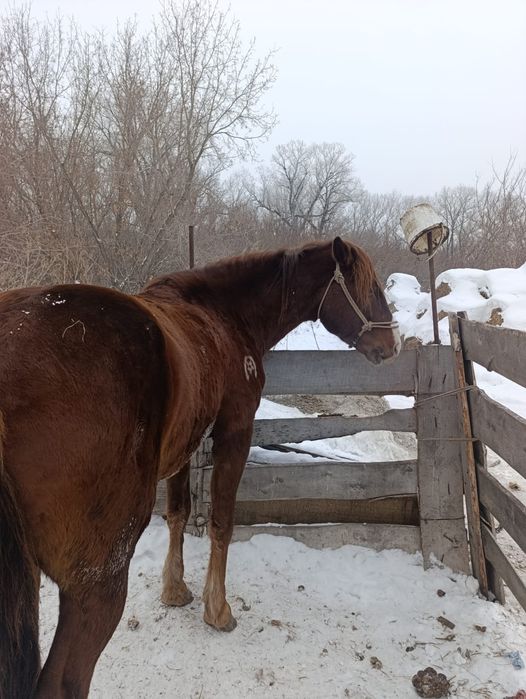 Продам жиребца 6 лет