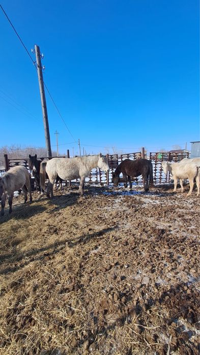 Продам жеребых кобыл