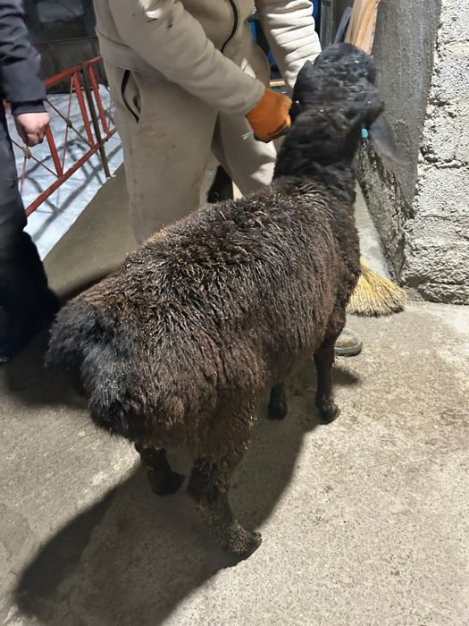 Құрбандықа қозы қойлар