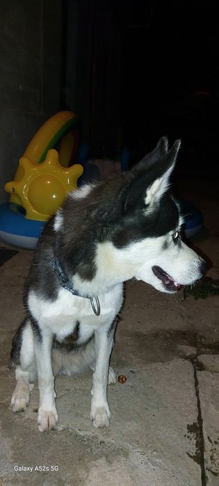 Ofer spre adopție responsabilă – Husky Siberian, 3 ani, femelă – Maya
