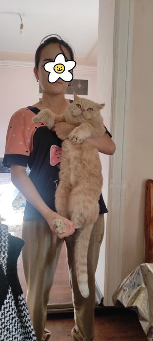 Skottish fold sotiiadi