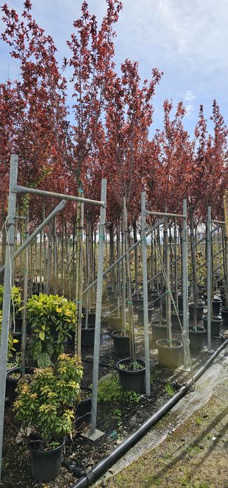 Leylandi gold - photinia red robin- prunus pisardi rosu