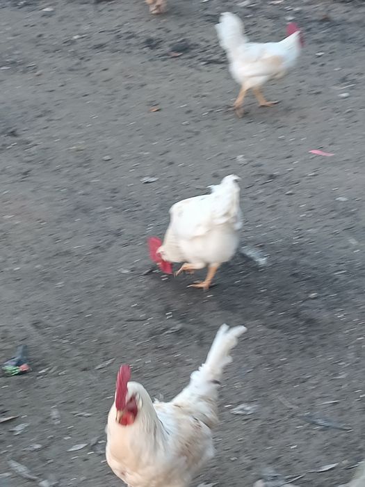 Jöja hörozla sotiladi soğlom hashaki