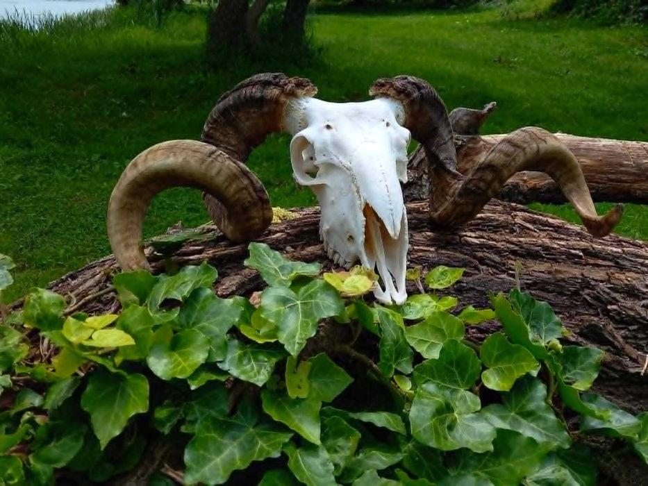 trofeu.trofee.craniu.coarne de berbec superb