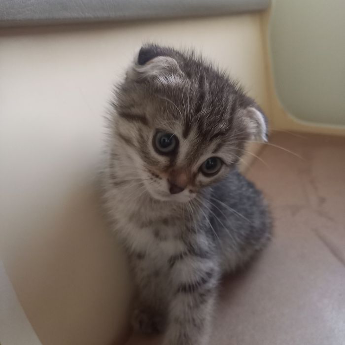 Вислоухий котёнок 1,5мес девочка