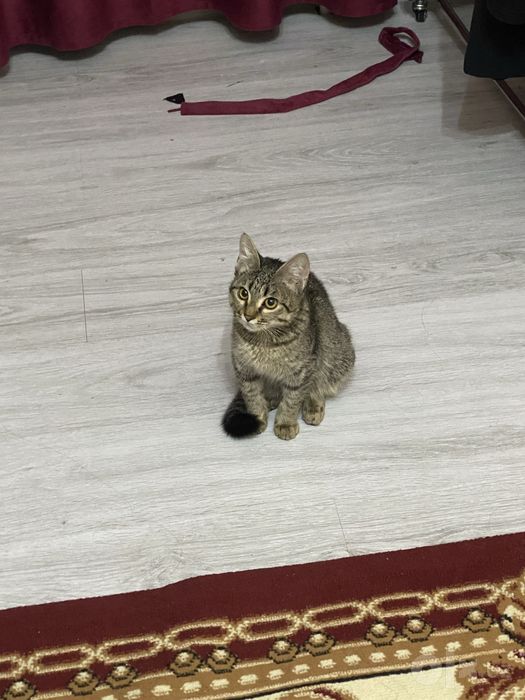 Отдам в добрые руки