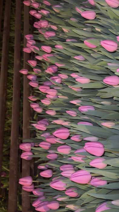 Продам тюльпаны оптом