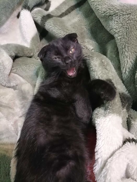 Кошечка полностью чёрная!