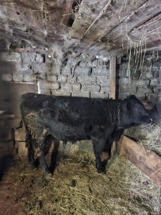 Продам быков,стоят на откорме