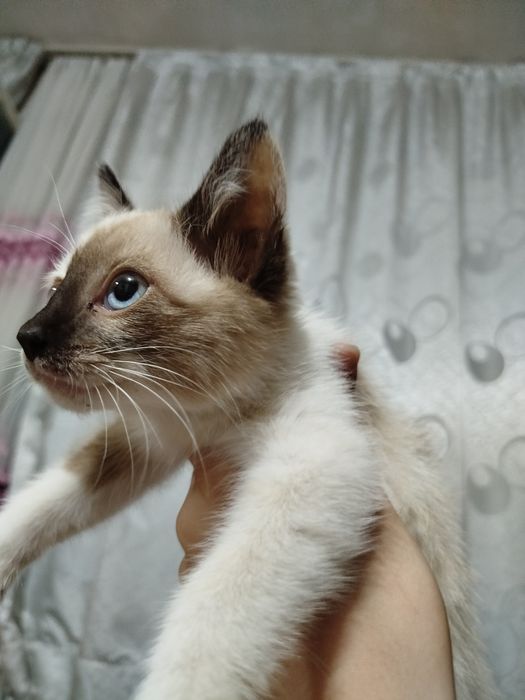Продаём котёнка,