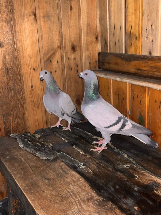 Продам голубей чехов